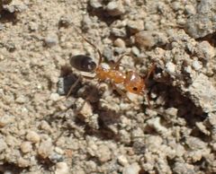 Dorymyrmex bicolor