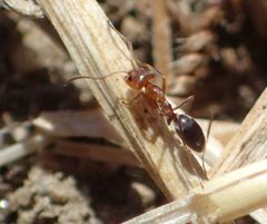 Dorymyrmex bicolor