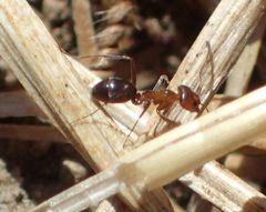 Dorymyrmex bicolor