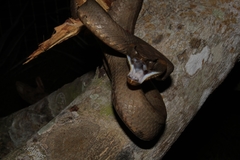 Craspedocephalus puniceus