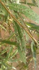 Aculus
