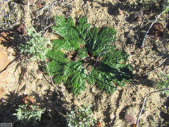 Arctopus echinatus