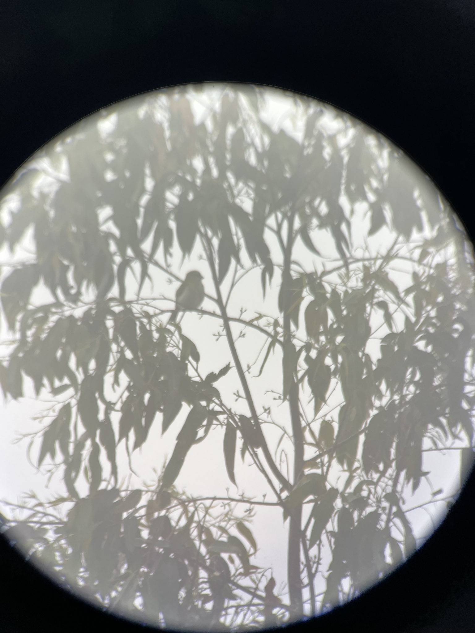 Black-billed Peppershrike (Cyclarhis nigrirostris), photo 2