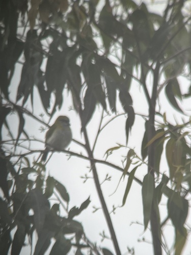 Black-billed Peppershrike (Cyclarhis nigrirostris), photo 3