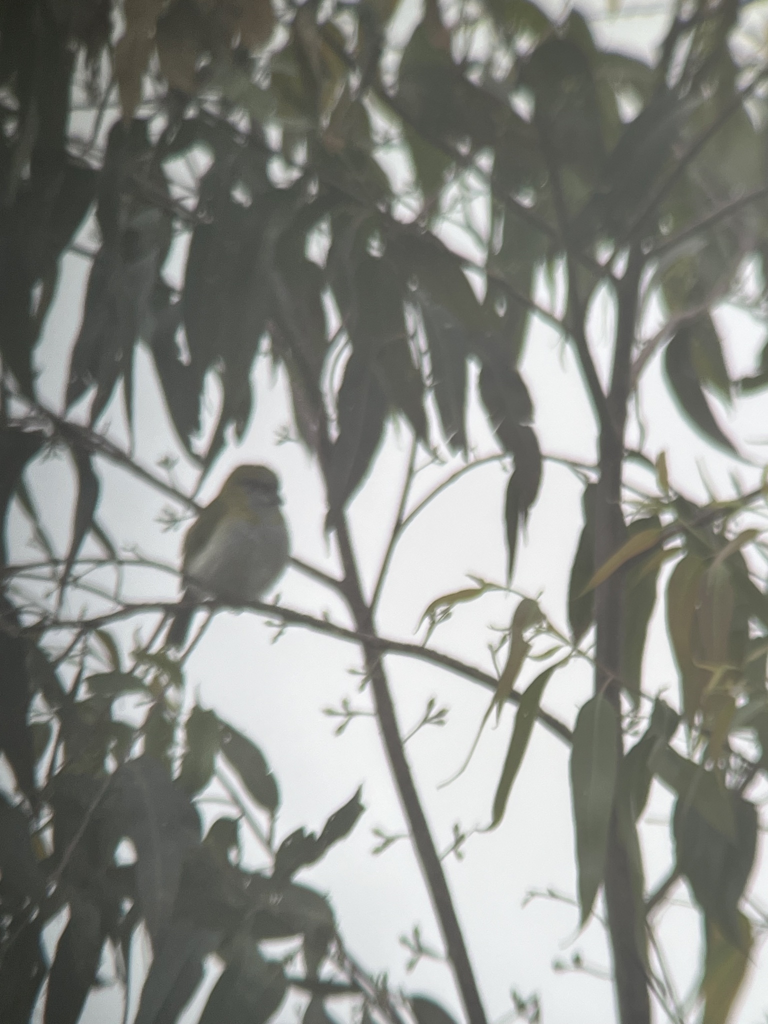 Black-billed Peppershrike (Cyclarhis nigrirostris), photo 3