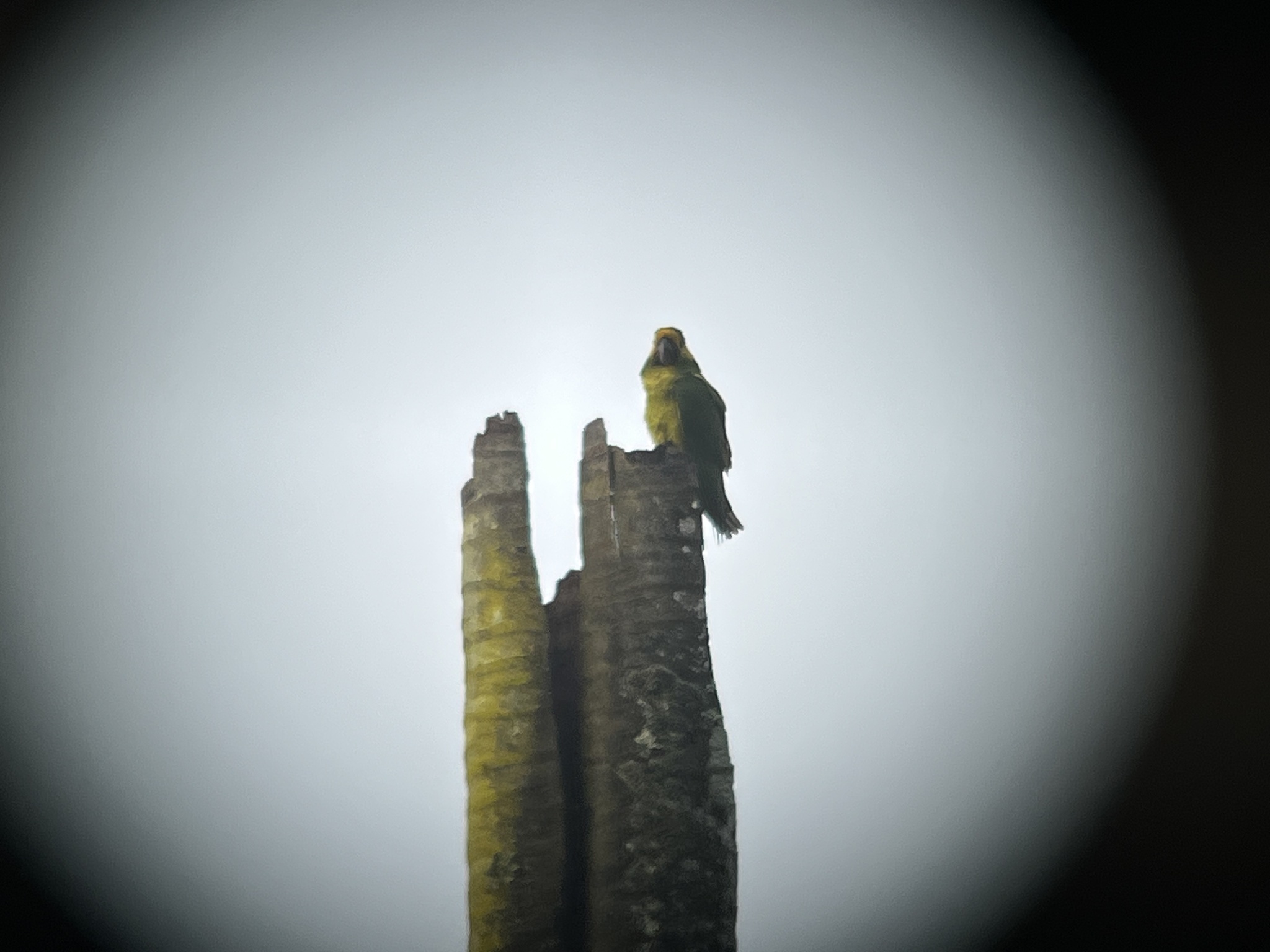 Yellow-eared Parrot (Ognorhynchus icterotis), photo 8