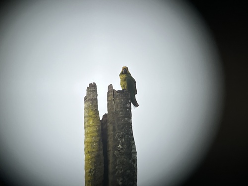 Yellow-eared Parrot (Ognorhynchus icterotis), photo 8
