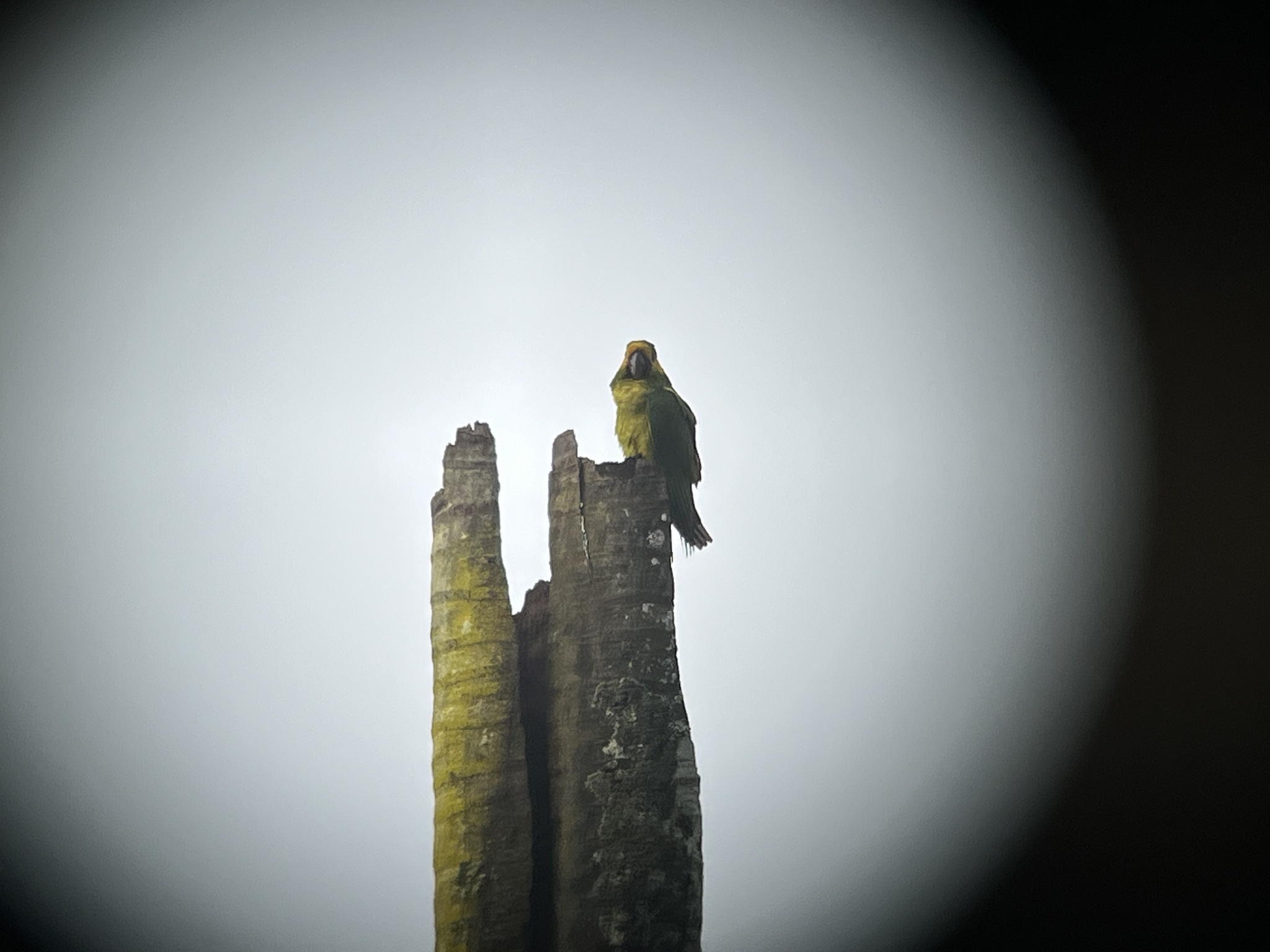 Yellow-eared Parrot (Ognorhynchus icterotis), photo 9