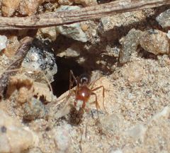 Dorymyrmex bicolor
