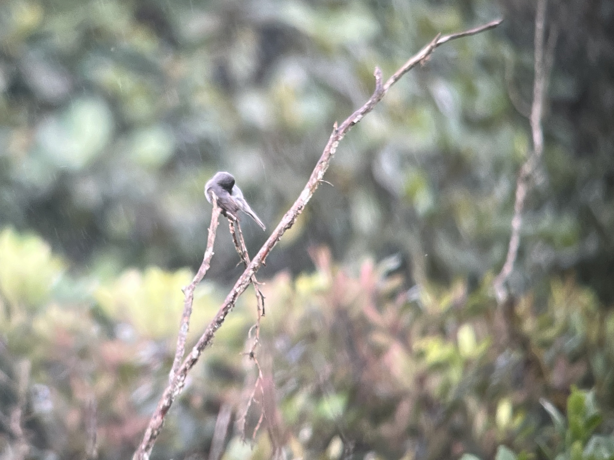 Smoke-colored Pewee (Contopus fumigatus), photo 3