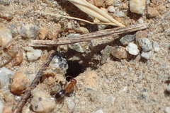 Dorymyrmex bicolor