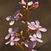 Stylidium - Photo (c) tjeales,  זכויות יוצרים חלקיות (CC BY-SA), uploaded by tjeales