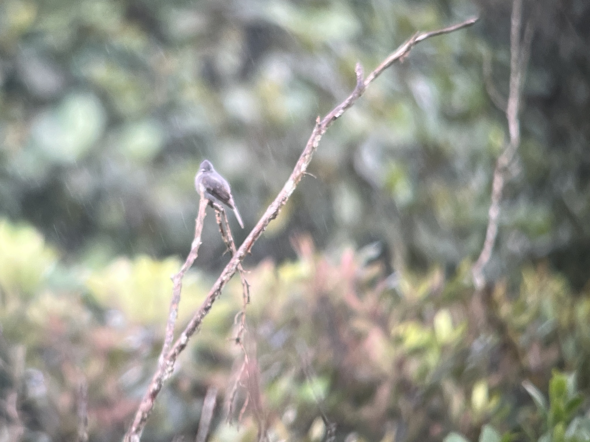 Smoke-colored Pewee (Contopus fumigatus), photo 4