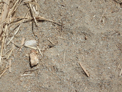 Dorymyrmex bicolor
