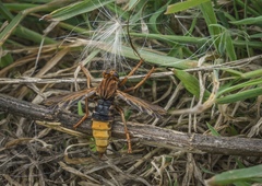 Asilus crabroniformis