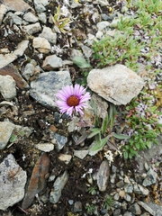 Erigeron porsildii