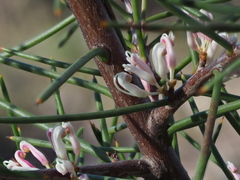 Hakea decurrens physocarpa