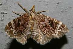 Lobogonodes multistriata