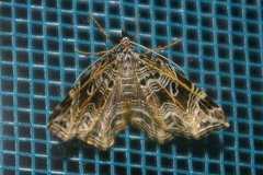 Lobogonodes erectaria