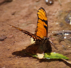 Heliconiini
