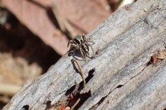 Habronattus pyrrithrix