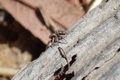 Habronattus pyrrithrix