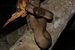 Craspedocephalus puniceus