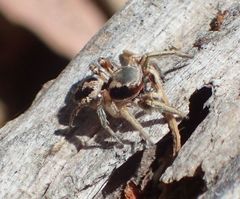 Habronattus pyrrithrix