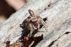 Habronattus pyrrithrix