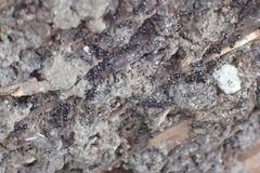 Monomorium ergatogyna