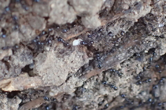 Monomorium ergatogyna