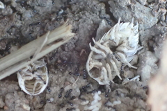 Monomorium ergatogyna