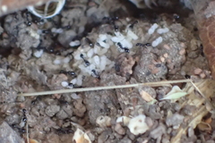 Monomorium ergatogyna