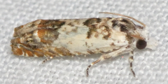Eucosma ornatula