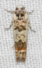 Eucosma ornatula