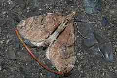 Heterothera postalbida