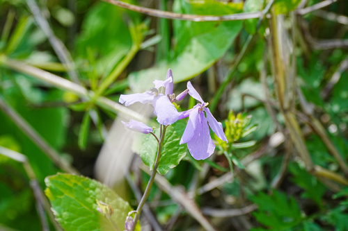 Image of Orychophragmus violaceus by (c) WATANABE Hitoshi 渡辺仁, some rights reserved (CC BY)