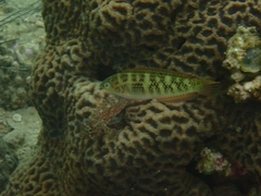Dussumier's Wrasse photo 4