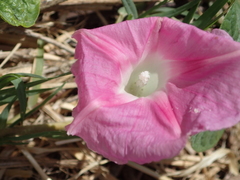 Ipomoea