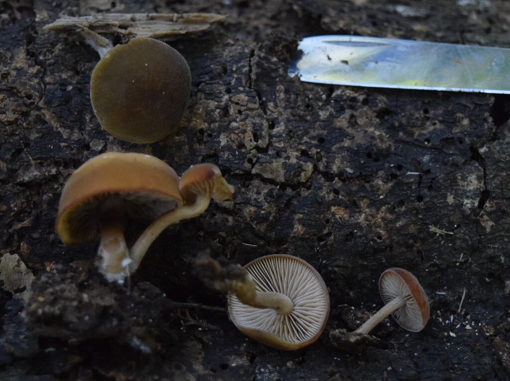 Simocybe largispora · April 2025 · photo: © davidwhyte (iNaturalist, cc-by-sa)