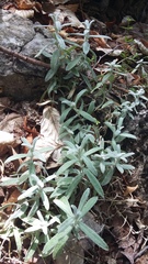 Cerastium biebersteinii