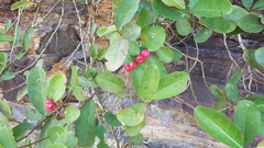 Glochidion littorale