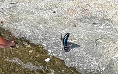 Graphium