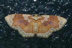 Palpoctenidia phoenicosoma semilauta