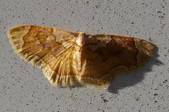 Palpoctenidia phoenicosoma semilauta