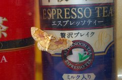 Palpoctenidia phoenicosoma semilauta