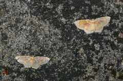 Palpoctenidia phoenicosoma semilauta