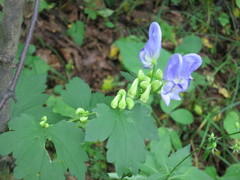 Aconitum axilliflorum
