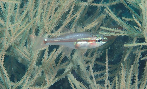 Redfin cardinalfish (Ostorhinchus dispar) — Apogonidae — 5