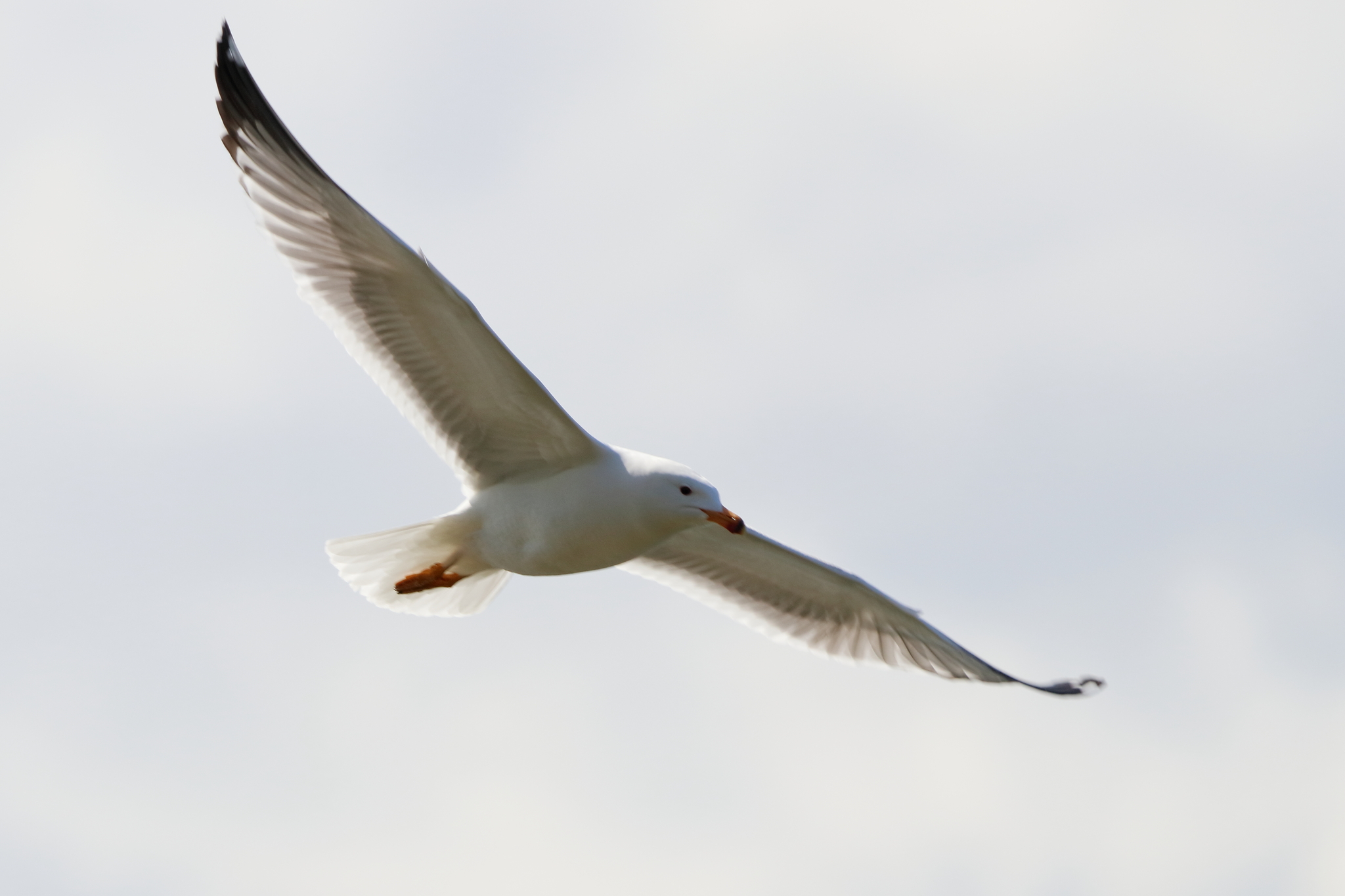 Armenian Gull (Larus armenicus)